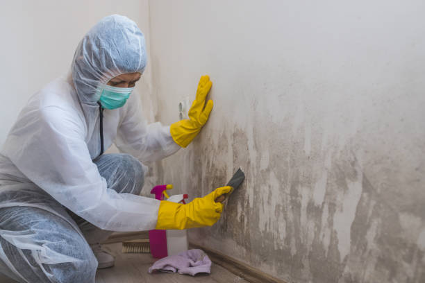 Best Crawl Space Mold Removal  in Kalifornsky, AK