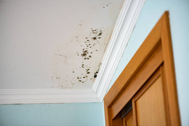 Best Mold Damage Repair  in Kalifornsky, AK