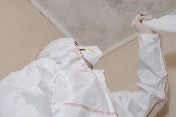 Best Same-Day Mold Removal  in Kalifornsky, AK