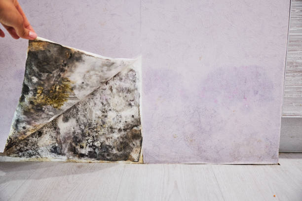 Best Office Mold Removal Services  in Kalifornsky, AK